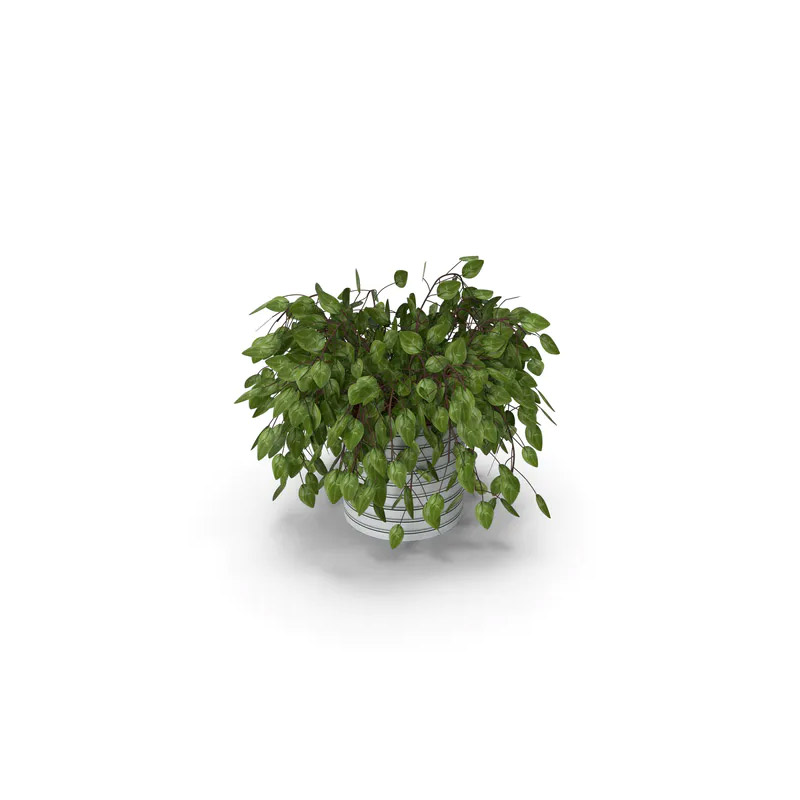 Green Plant Image 2