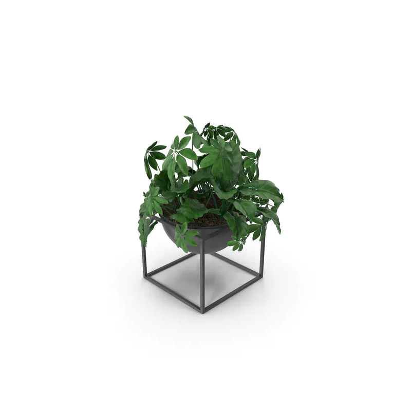 Green Plant